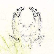 My Brightest Diamond : Tear It Down